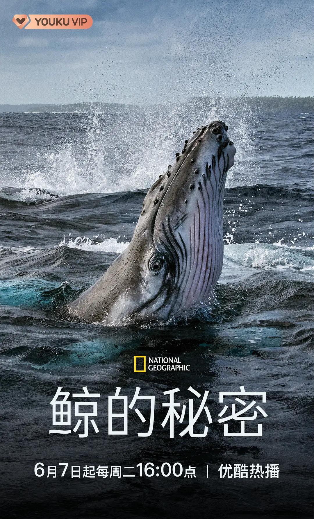 鲸鱼的秘密(全集)